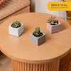 image:imageCosta Farms Mini Succulents Live Indoor Plant Easy Care Home DecorCute Dcor Planter