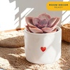 image:imageCosta Farms Mini Succulents Live Indoor Plant Easy Care Home DecorCute Dcor Succulent Planter