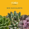 image:imageCosta Farms Mini Succulents Live Indoor Plant Easy Care Home DecorCute Dcor Succulent Pot