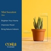 image:imageCosta Farms Mini Succulents Live Indoor Plant Easy Care Home DecorCute Dcor Succulent Pot
