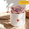 image:imageCosta Farms Mini Succulents Live Indoor Plant Easy Care Home DecorCute Dcor Succulent Pot