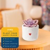 image:imageCosta Farms Mini Succulents Live Indoor Plant Easy Care Home DecorCute Dcor Succulent Pot