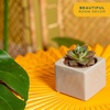 image:imageCosta Farms Mini Succulents Live Indoor Plant Easy Care Home DecorCute Succulent Plant Pot
