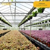image:imageCosta Farms Mini Succulents Live Indoor Plant Easy Care Home DecorCute Succulent Plant Pot