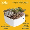 image:imageCosta Farms Mini Succulents Live Indoor Plant Easy Care Home DecorHeart Frame DIY Kit