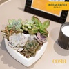 image:imageCosta Farms Mini Succulents Live Indoor Plant Easy Care Home DecorHeart Frame DIY Kit