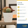image:imageCosta Farms Mini Succulents Live Indoor Plant Easy Care Home DecorHeart Frame DIY Kit