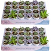 image:imageCosta Farms Mini Succulents Live Indoor Plant Easy Care Home DecorModern Dcor Plant Pot