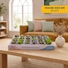 image:imageCosta Farms Mini Succulents Live Indoor Plant Easy Care Home DecorModern Dcor Plant Pot