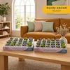 image:imageCosta Farms Mini Succulents Live Indoor Plant Easy Care Home DecorModern Dcor Plant Pot