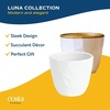 image:imageCosta Farms Mini Succulents Live Indoor Plant Easy Care Home DecorModern Dcor Plant Pot