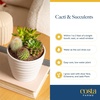 image:imageCosta Farms Mini Succulents Live Indoor Plant Easy Care Home DecorSucculent Plant Pot
