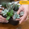 image:imageCosta Farms Mini Succulents Live Indoor Plant Easy Care Home DecorSucculent Plant Pot