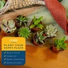 image:imageCosta Farms Mini Succulents Live Indoor Plant Easy Care Home DecorSucculent Plant Pot