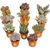 image:imageCosta Farms Mini Succulents Live Indoor Plant Easy Care Home DecorSucculent Plant Pot