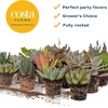 image:imageCosta Farms Mini Succulents Live Indoor Plant Easy Care Home DecorSucculent Plant Pot