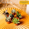 image:imageCosta Farms Mini Succulents Live Indoor Plant Easy Care Home DecorSucculent Plant Pot