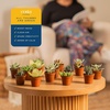 image:imageCosta Farms Mini Succulents Live Indoor Plant Easy Care Home DecorSucculent Plant Pot