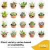 image:imageCosta Farms Mini Succulents Live Indoor Plant Easy Care Home DecorSucculent Plant Pots