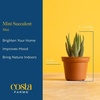 image:imageCosta Farms Mini Succulents Live Indoor Plant Easy Care Home DecorSucculent Plant Pots