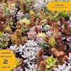 image:imageCosta Farms Mini Succulents Live Indoor Plant Easy Care Home DecorSucculent Plant Pots