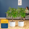 image:imageCosta Farms Money Tree Live Indoor Plant Braided Trunk Easy CareMoney Tree  Large 34 Feet Tall in Decorative Plant Pot  2Pack