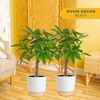 image:imageCosta Farms Money Tree Live Indoor Plant Braided Trunk Easy CareMoney Tree  Large 34 Feet Tall in Decorative Plant Pot  2Pack