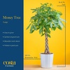 image:imageCosta Farms Money Tree Live Indoor Plant Braided Trunk Easy CareMoney Tree  Large 34 Feet Tall in Decorative Plant Pot  2Pack