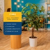 image:imageCosta Farms Money Tree Live Indoor Plant Braided Trunk Easy CareMoney Tree  Large 34 Feet Tall in Decorative Pot w Heart Decoration