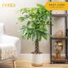 image:imageCosta Farms Money Tree Live Indoor Plant Braided Trunk Easy CareMoney Tree  Large 34 Feet Tall in Grow Pot