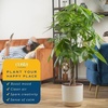 image:imageCosta Farms Money Tree Live Indoor Plant Braided Trunk Easy CareMoney Tree  Large 34 Feet Tall in Grow Pot