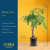 image:imageCosta Farms Money Tree Live Indoor Plant Braided Trunk Easy CareMoney Tree  Large 34 Feet Tall in Grow Pot