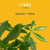 image:imageCosta Farms Money Tree Live Indoor Plant Braided Trunk Easy CareMoney Tree  Large 34 Feet Tall in Indoor Dcor Planter