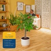 image:imageCosta Farms Money Tree Live Indoor Plant Braided Trunk Easy CareMoney Tree  Large 34 Feet Tall in Indoor Dcor Planter