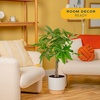 image:imageCosta Farms Money Tree Live Indoor Plant Braided Trunk Easy CareMoney Tree  Large 34 Feet Tall in Indoor Dcor Planter