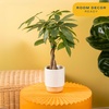 image:imageCosta Farms Money Tree Live Indoor Plant Braided Trunk Easy CareMoney Tree  Medium 16 Inches Tall in Decorative Plant Pot