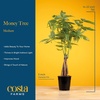 image:imageCosta Farms Money Tree Live Indoor Plant Braided Trunk Easy CareMoney Tree  Medium 16 Inches Tall in Decorative Plant Pot