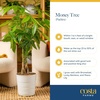 image:imageCosta Farms Money Tree Live Indoor Plant Braided Trunk Easy CareMoney Tree  Medium 16 Inches Tall in Decorative Plant Pot