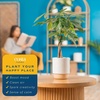 image:imageCosta Farms Money Tree Live Indoor Plant Braided Trunk Easy CareMoney Tree  Medium 16 Inches Tall in Decorative Plant Pot