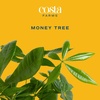 image:imageCosta Farms Money Tree Live Indoor Plant Braided Trunk Easy CareMoney Tree  Medium 16 Inches Tall in Decorative Planter
