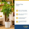 image:imageCosta Farms Money Tree Live Indoor Plant Braided Trunk Easy CareMoney Tree  Mini 810 Inches Tall in Cute Dcor Plant Pot
