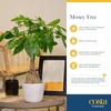 image:imageCosta Farms Money Tree Live Indoor Plant Braided Trunk Easy CareMoney Tree  Mini 810 Inches Tall in Decorative Plant Pot