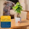 image:imageCosta Farms Money Tree Live Indoor Plant Braided Trunk Easy CareMoney Tree  Mini 810 Inches Tall in Decorative Plant Pot
