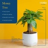 image:imageCosta Farms Money Tree Live Indoor Plant Braided Trunk Easy CareMoney Tree  Small 10 Inches Tall in Decorative Plant Pot