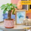 image:imageCosta Farms Money Tree Live Indoor Plant Braided Trunk Easy CareMoney Tree  Small 10 Inches Tall in Decorative Plant Pot