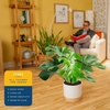 image:imageCosta Farms Monstera Live Indoor Plant Tropical Plant Home DecorMonstera Deliciosa  Large 23 Feet Tall  in Decorative Plant Pot