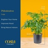 image:imageCosta Farms Monstera Live Indoor Plant Tropical Plant Home DecorPhilodendron  HandSelected Variety  Large 23 Feet Tall  in Decorative Plant Pot