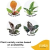 image:imageCosta Farms Monstera Live Indoor Plant Tropical Plant Home DecorPhilodendron  HandSelected Variety  Large 23 Feet Tall  in Decorative Plant Pot