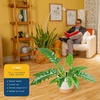 image:imageCosta Farms Monstera Live Indoor Plant Tropical Plant Home DecorPhilodendron  HandSelected Variety  Large 23 Feet Tall  in Decorative Plant Pot