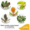 image:imageCosta Farms Monstera Live Indoor Plant Tropical Plant Home DecorPhilodendron  HandSelected Variety  Medium 1218 Inches Tall  in Decorative Plant Pot  6Pack